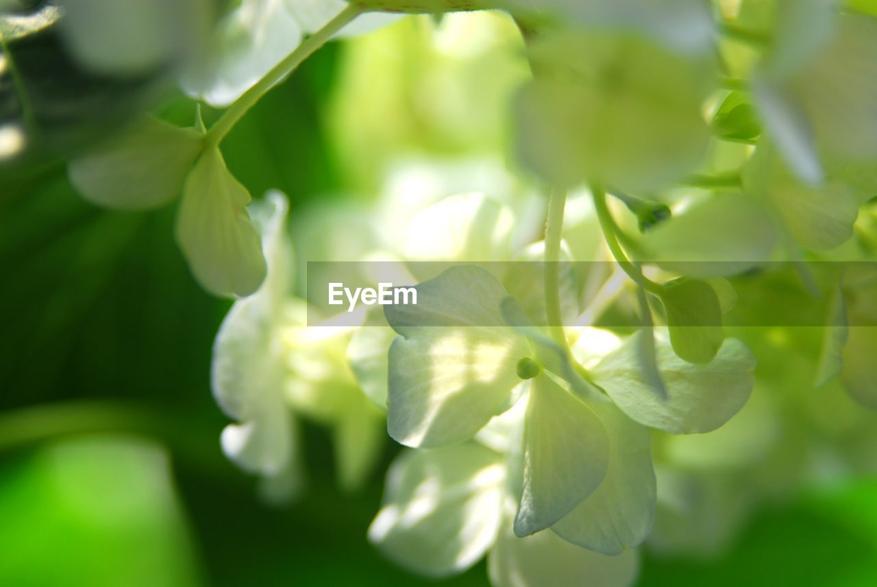 CLOSE-UP OF GREEN PLANT