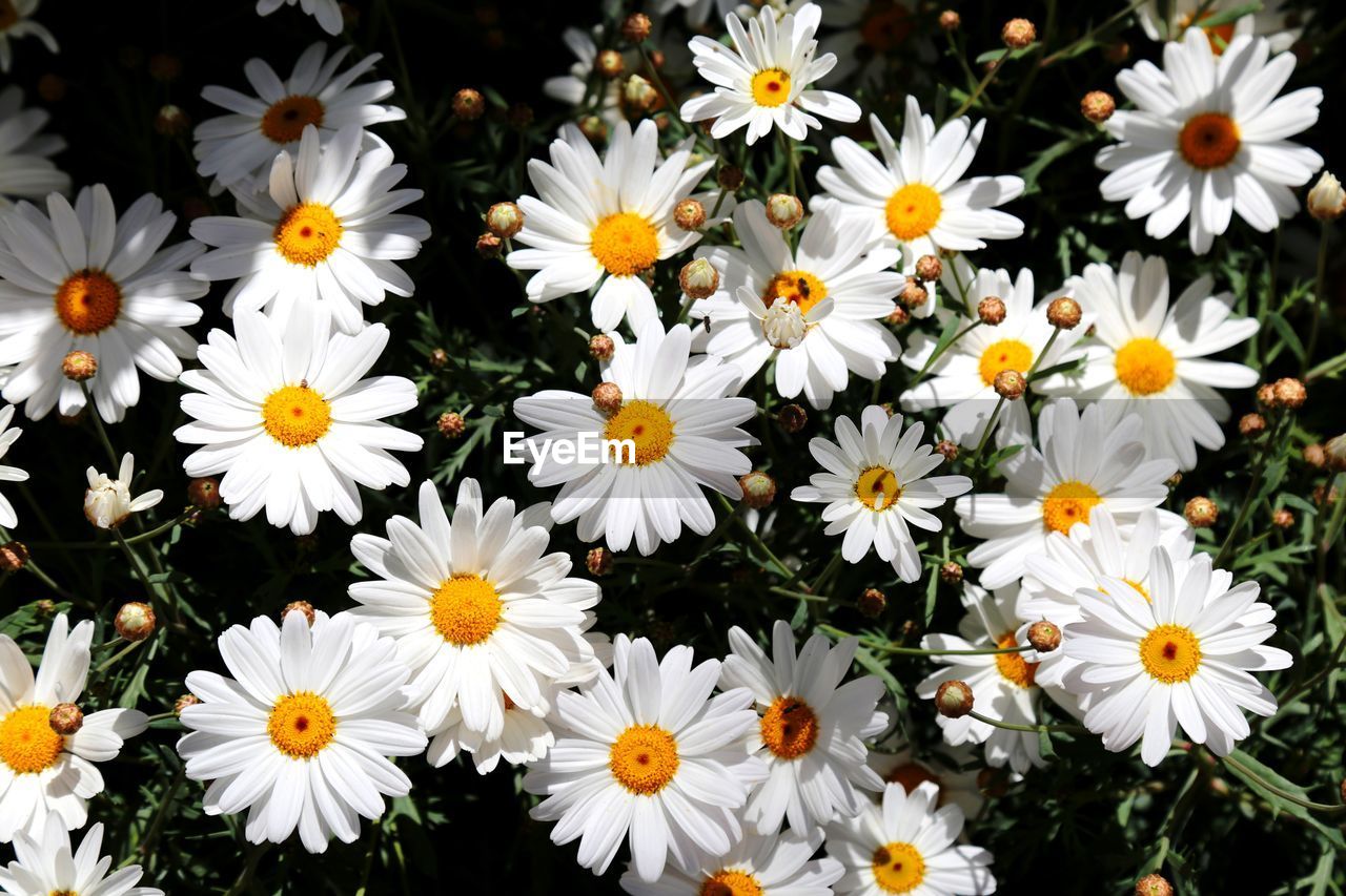 Close-up of white daisy flowers