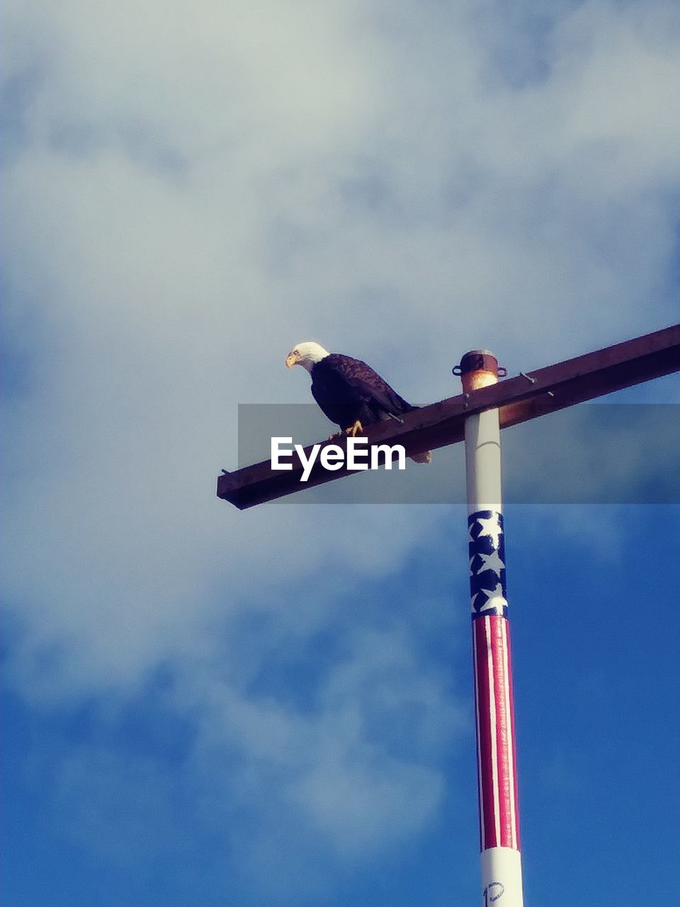 LOW ANGLE VIEW OF BIRD PERCHING ON POLE