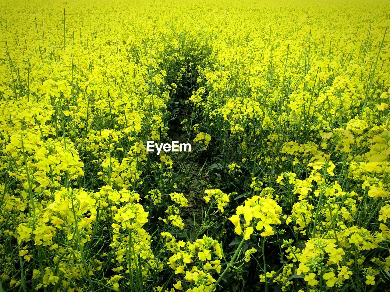 View of yellow flowers growing in field