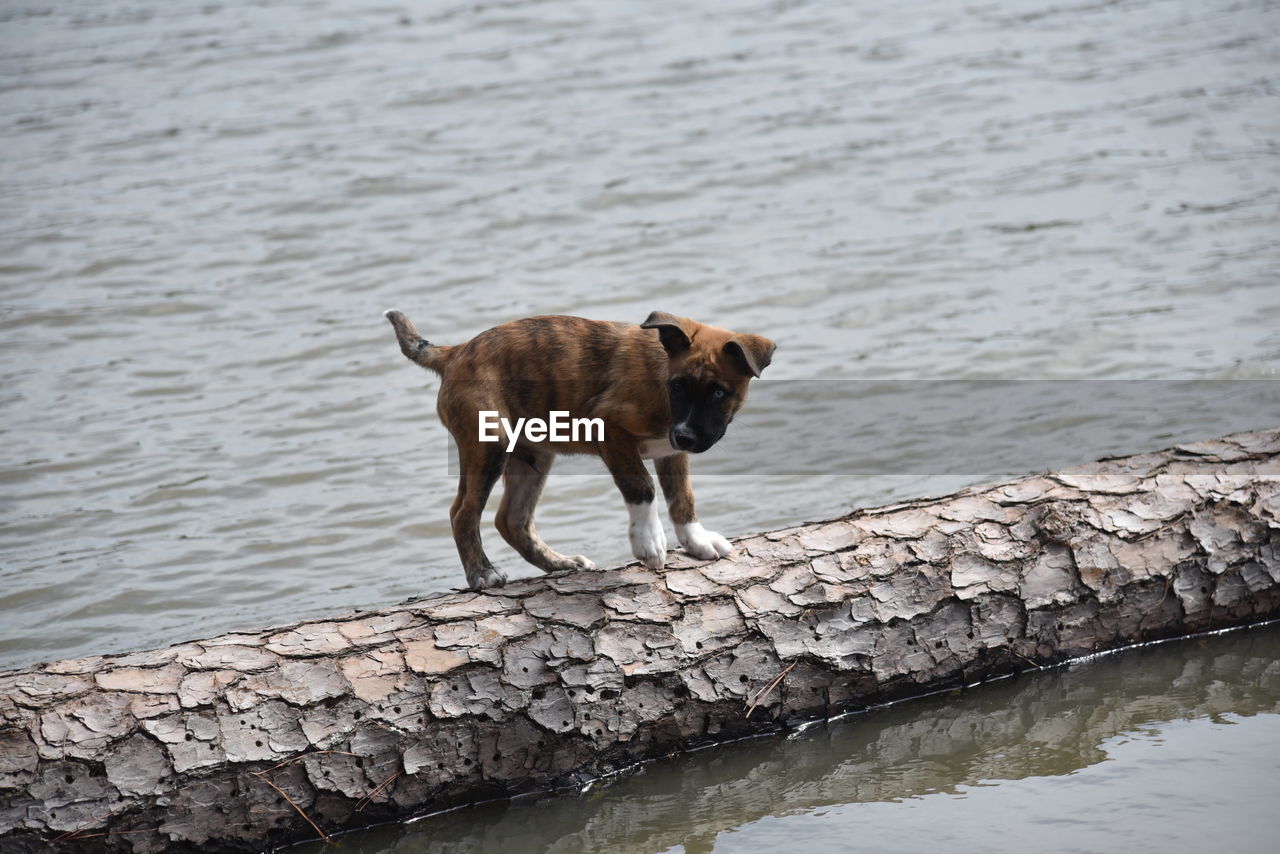 Dog standing on log in lake