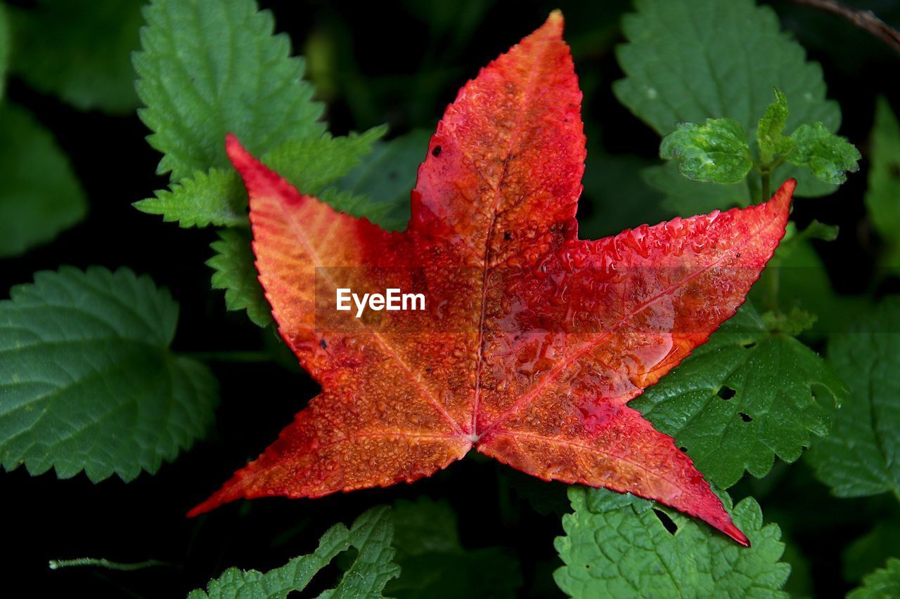 leaf, plant part, plant, nature, red, close-up, autumn, maple, flower, maple leaf, beauty in nature, no people, tree, leaf vein, outdoors, growth, green, day, macro photography, shrub, leaves
