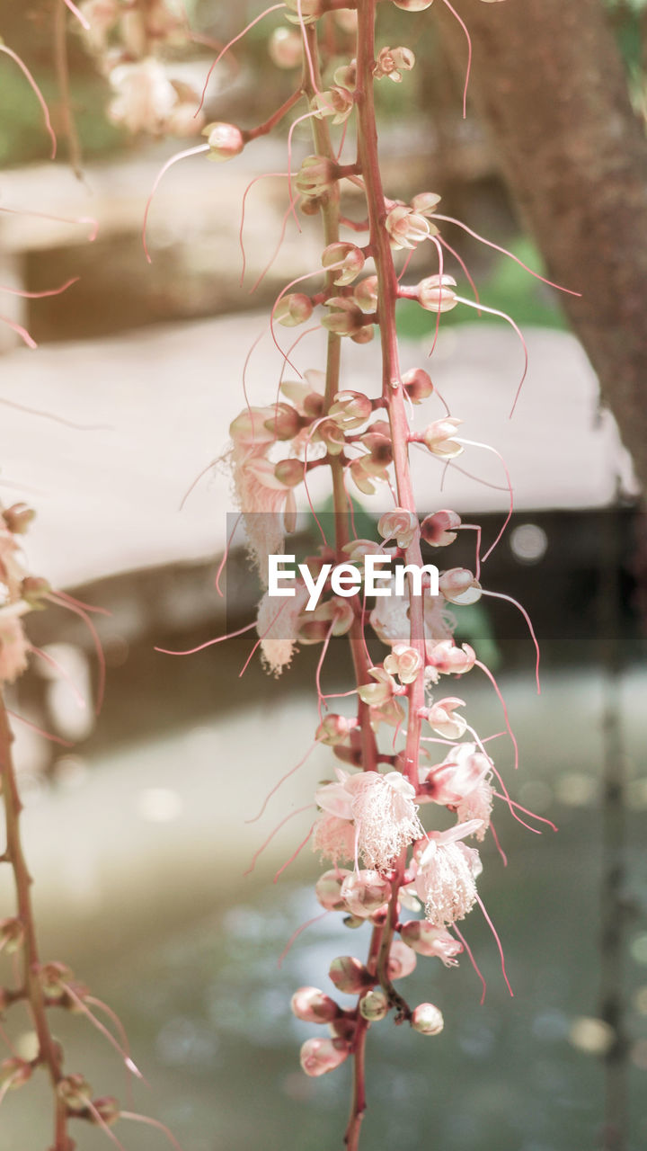 Close-up of cherry blossom plant