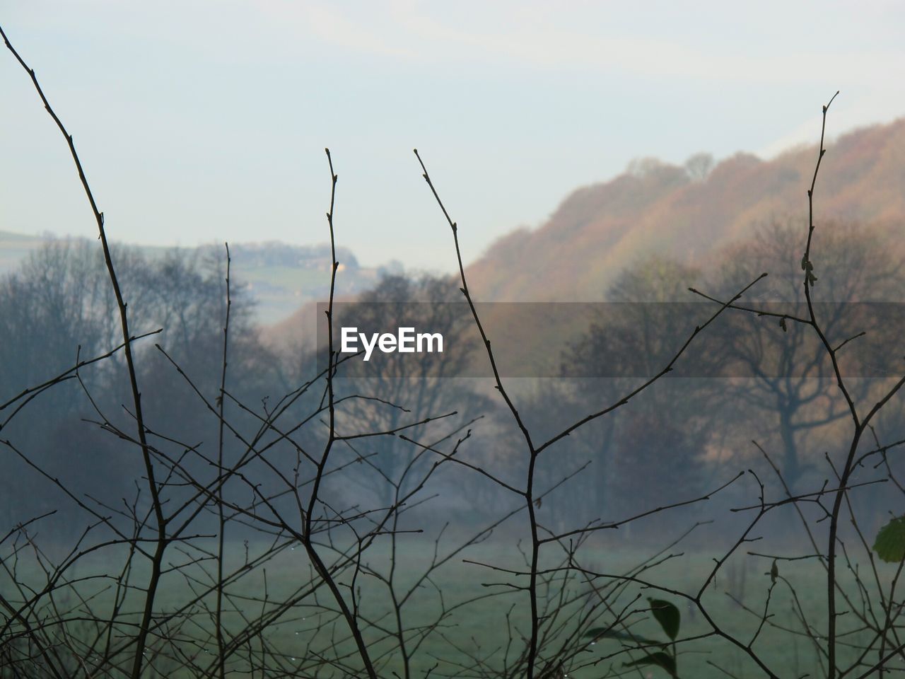 Bare trees in forest against sky