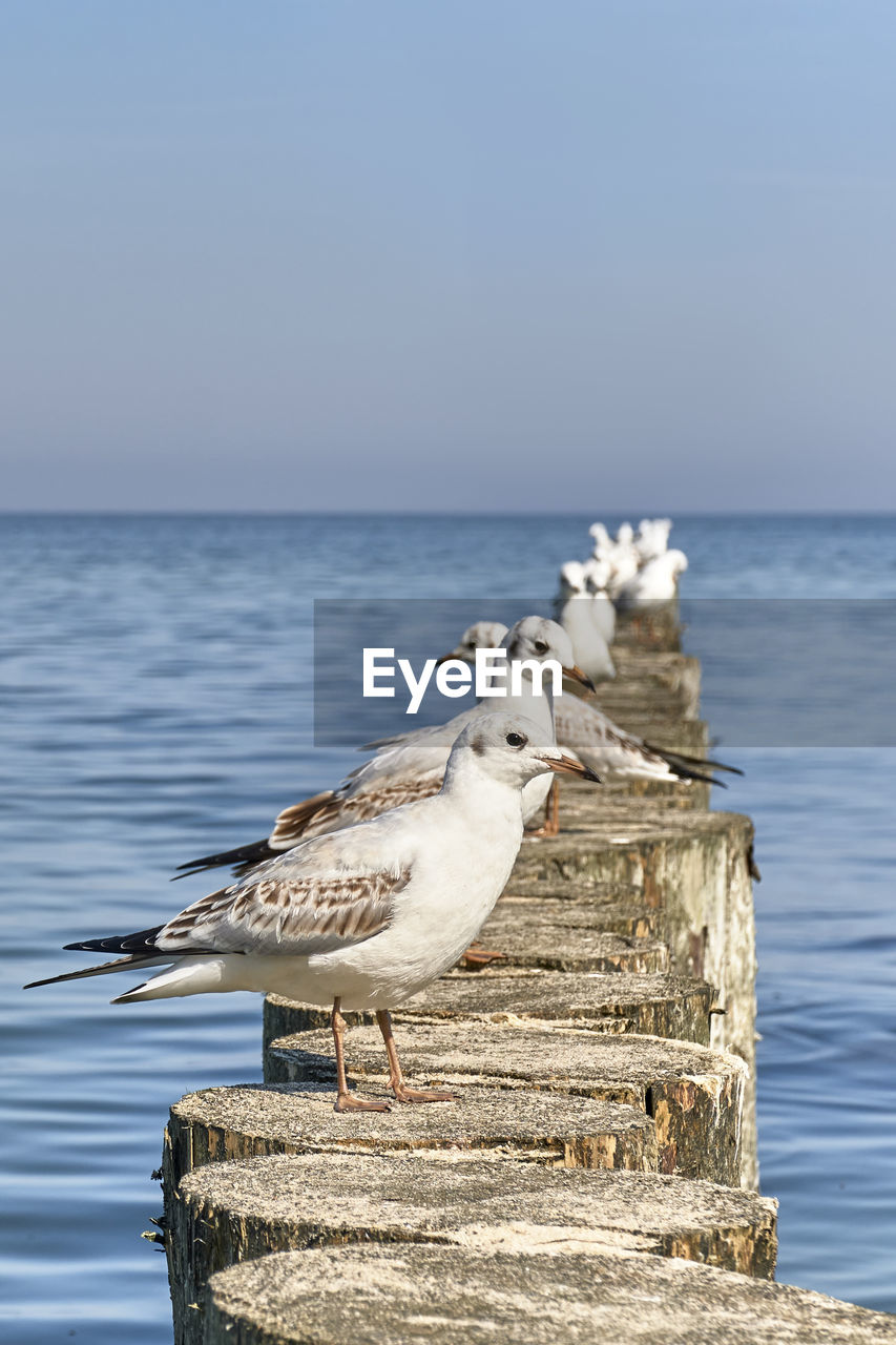 Seagull perching on wooden post by sea against sky