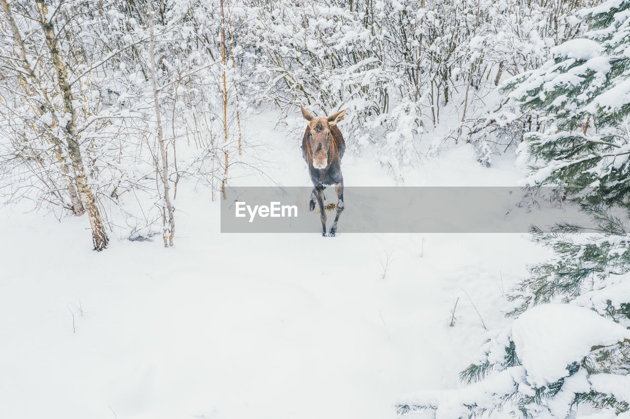 Elk walks freely in the winter forest.