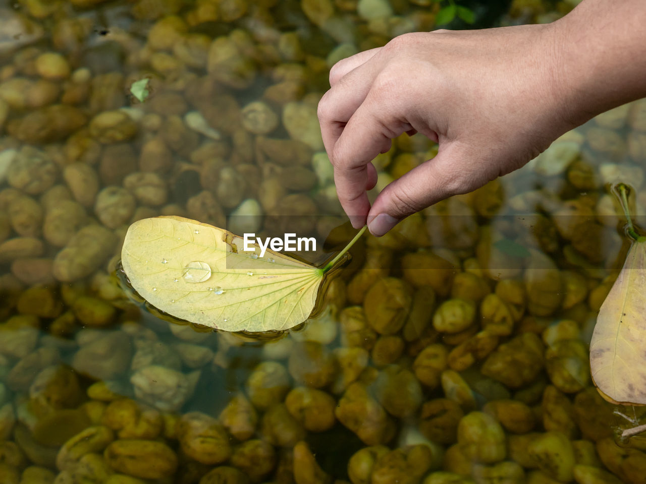 CLOSE-UP OF HAND HOLDING LEAF
