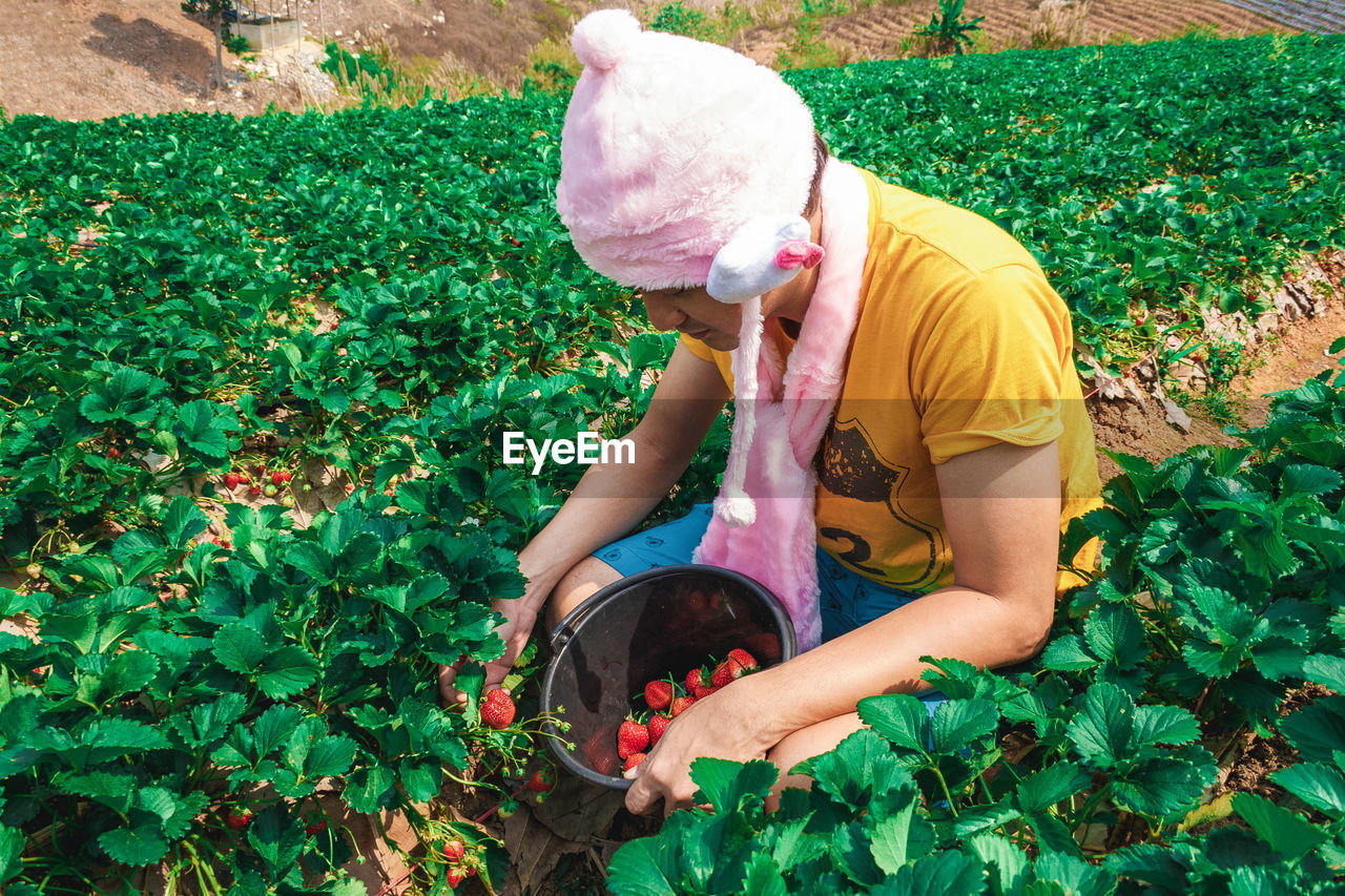 Man picking strawberries on agricultural field