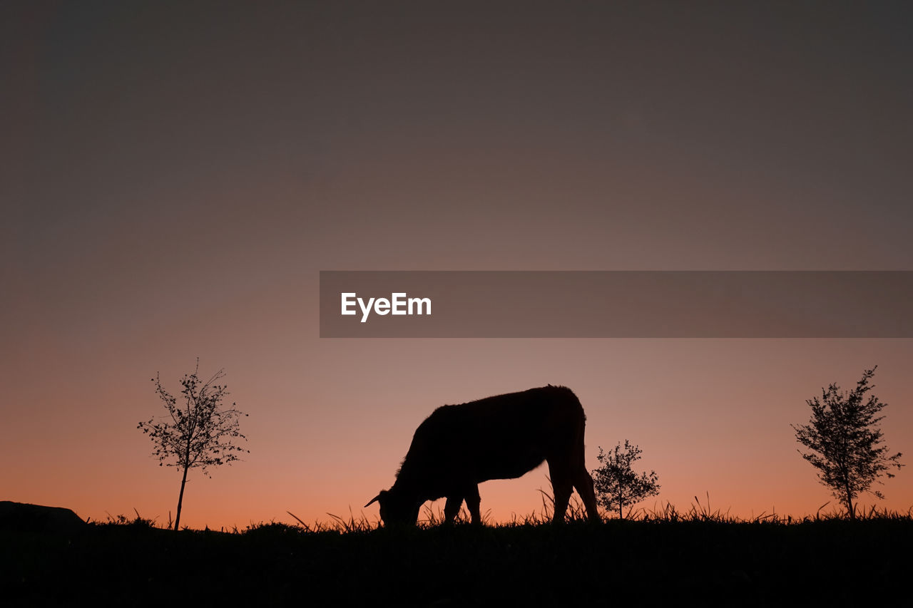 horse standing on field against clear sky during sunset