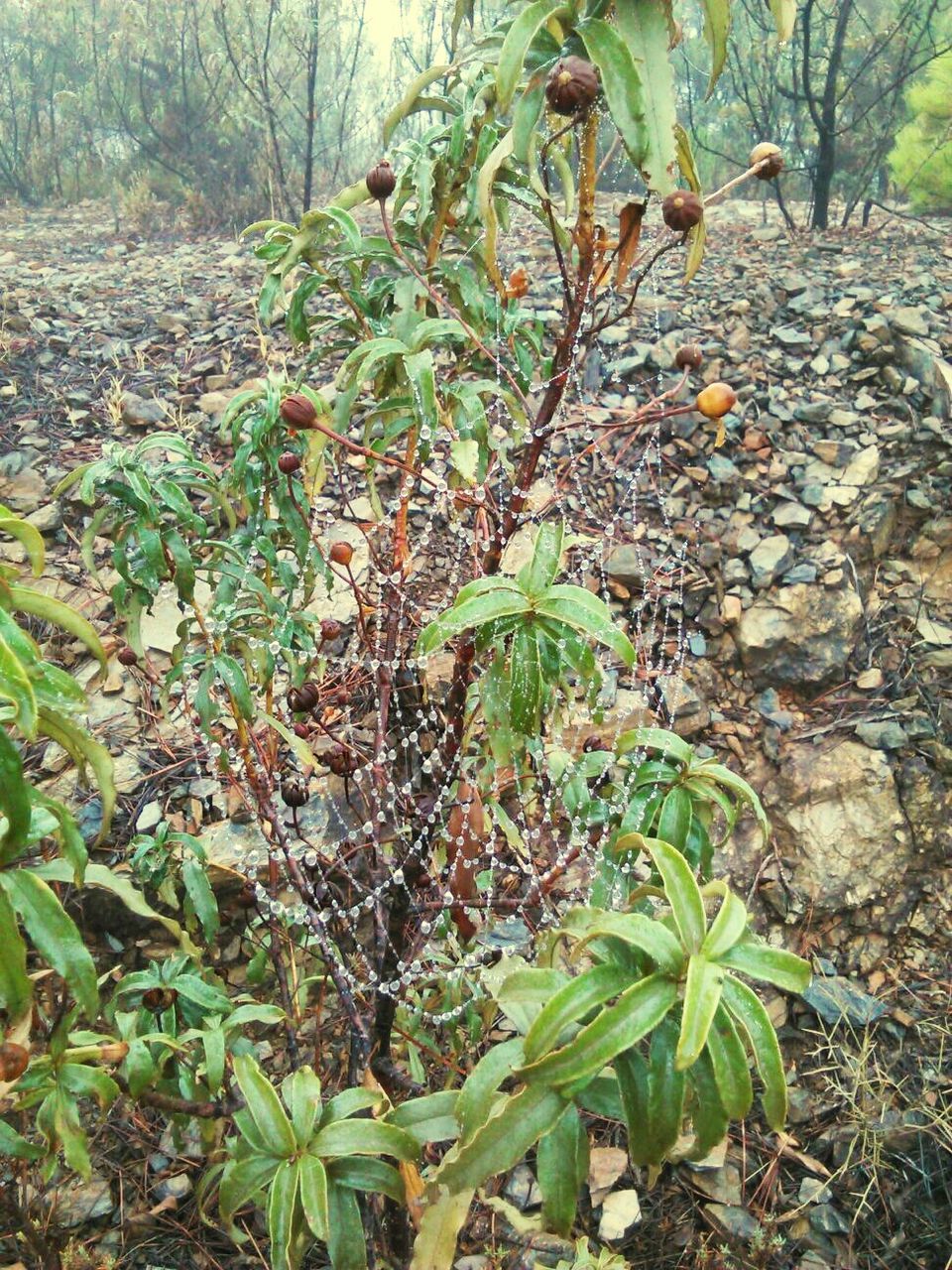 TREES GROWING IN FOREST