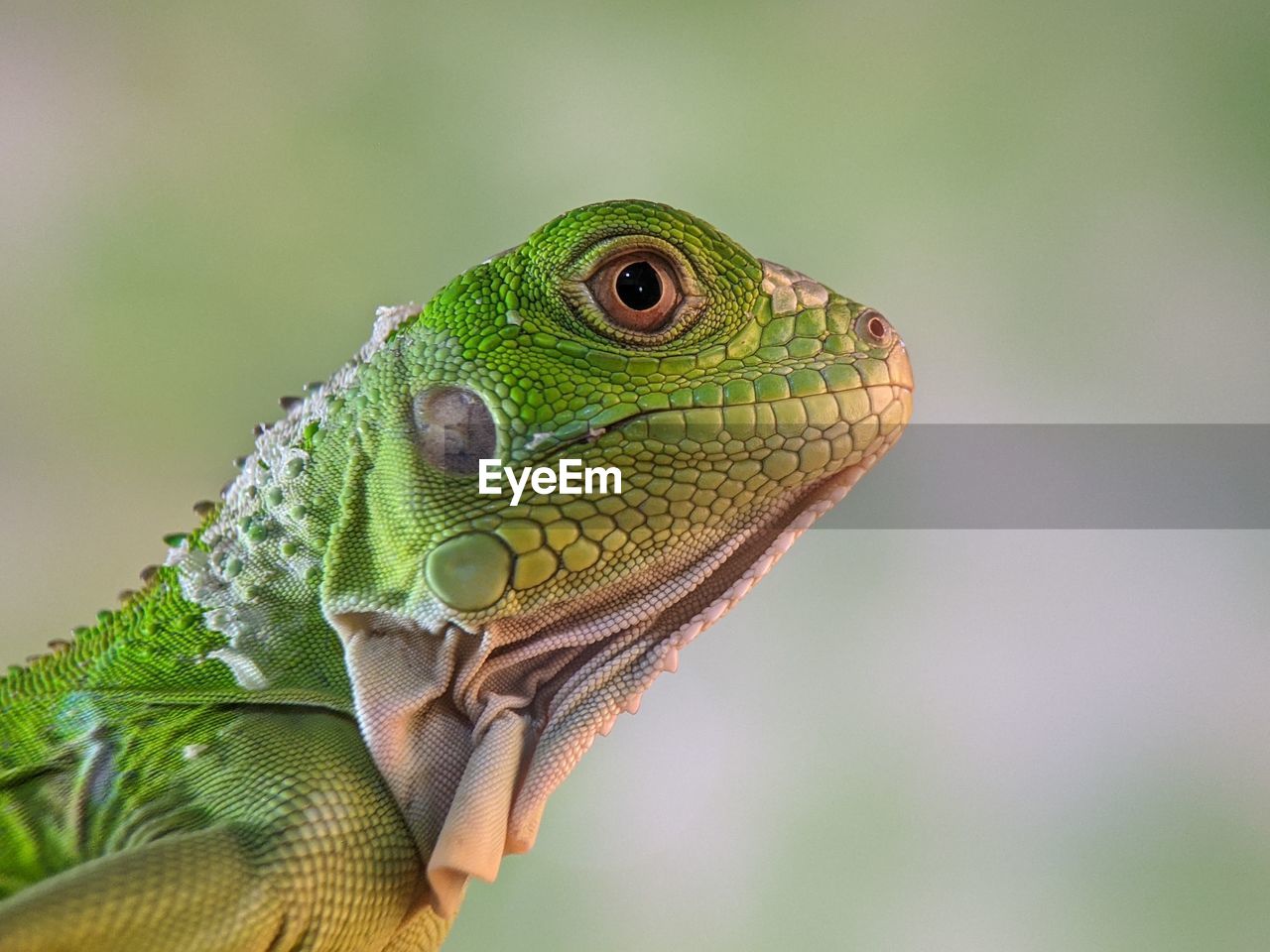 animal themes, animal, one animal, animal wildlife, lizard, green, wildlife, reptile, close-up, macro photography, common chameleon, wall lizard, chameleon, iguana, animal body part, iguania, no people, anole, side view, nature, environment, dragon lizard, focus on foreground, outdoors
