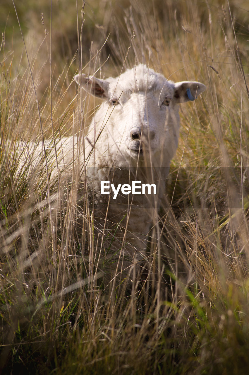 Headshot of a sheep in high grown grass.