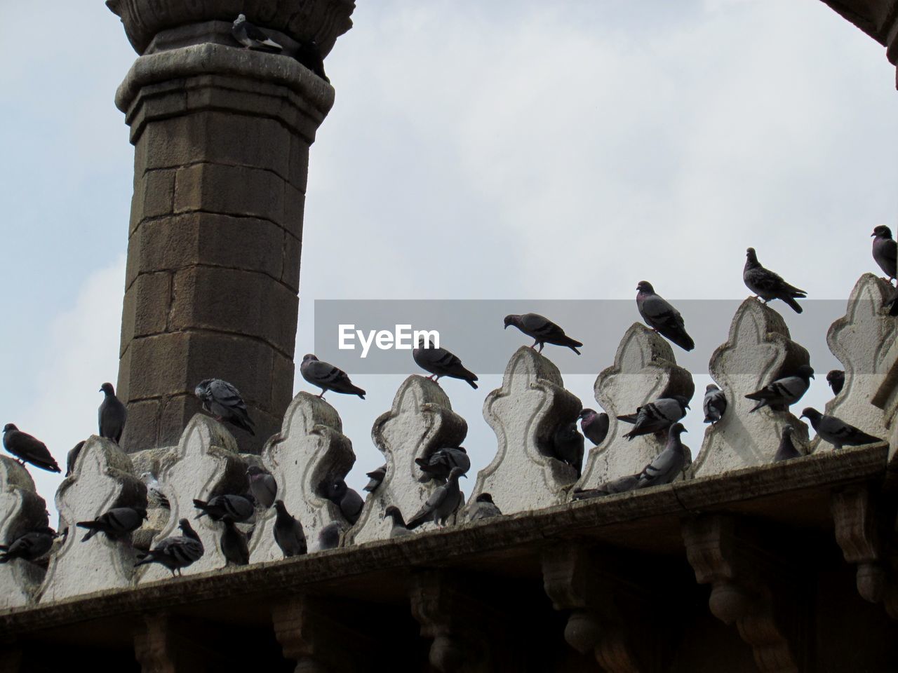 LOW ANGLE VIEW OF BIRDS PERCHING ON WALL