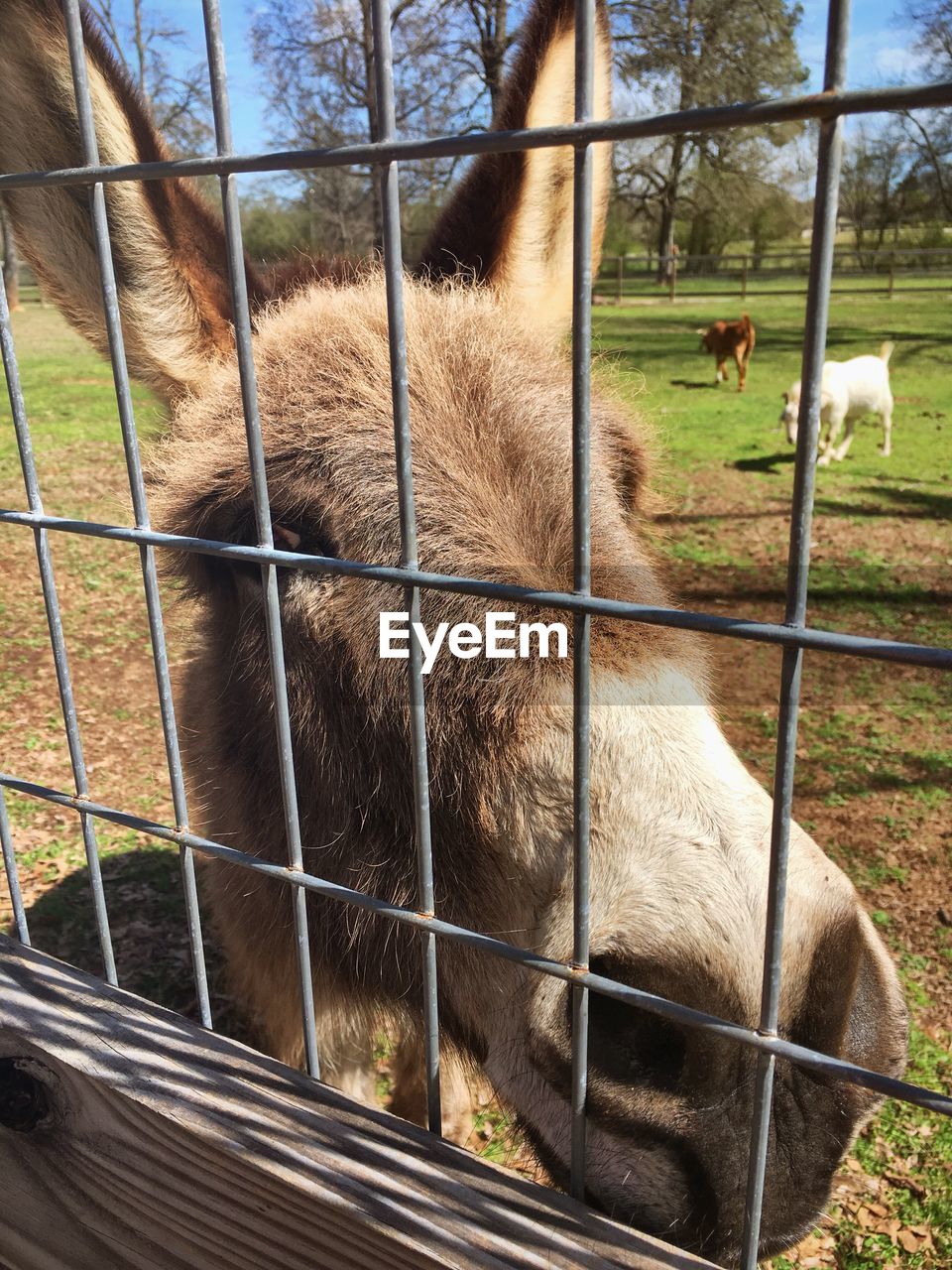 Donkey behind fence