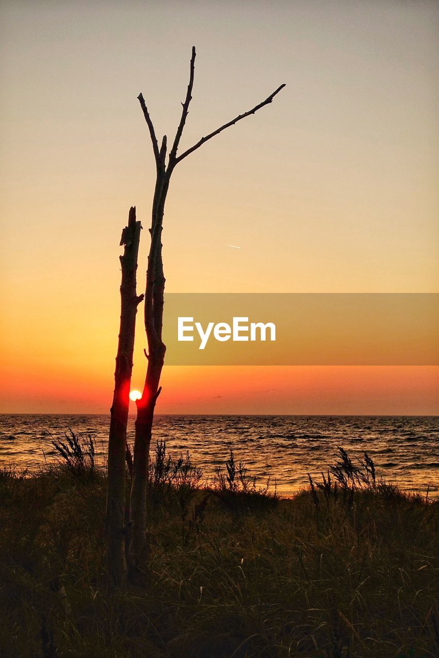 Silhouette plant on beach against sky during sunset