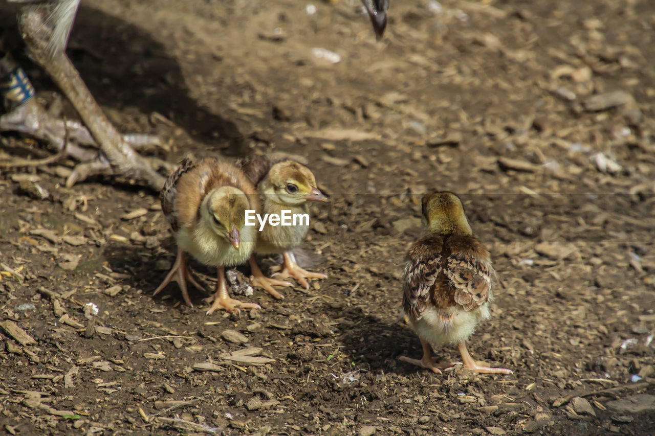 HIGH ANGLE VIEW OF DUCKLINGS ON FIELD