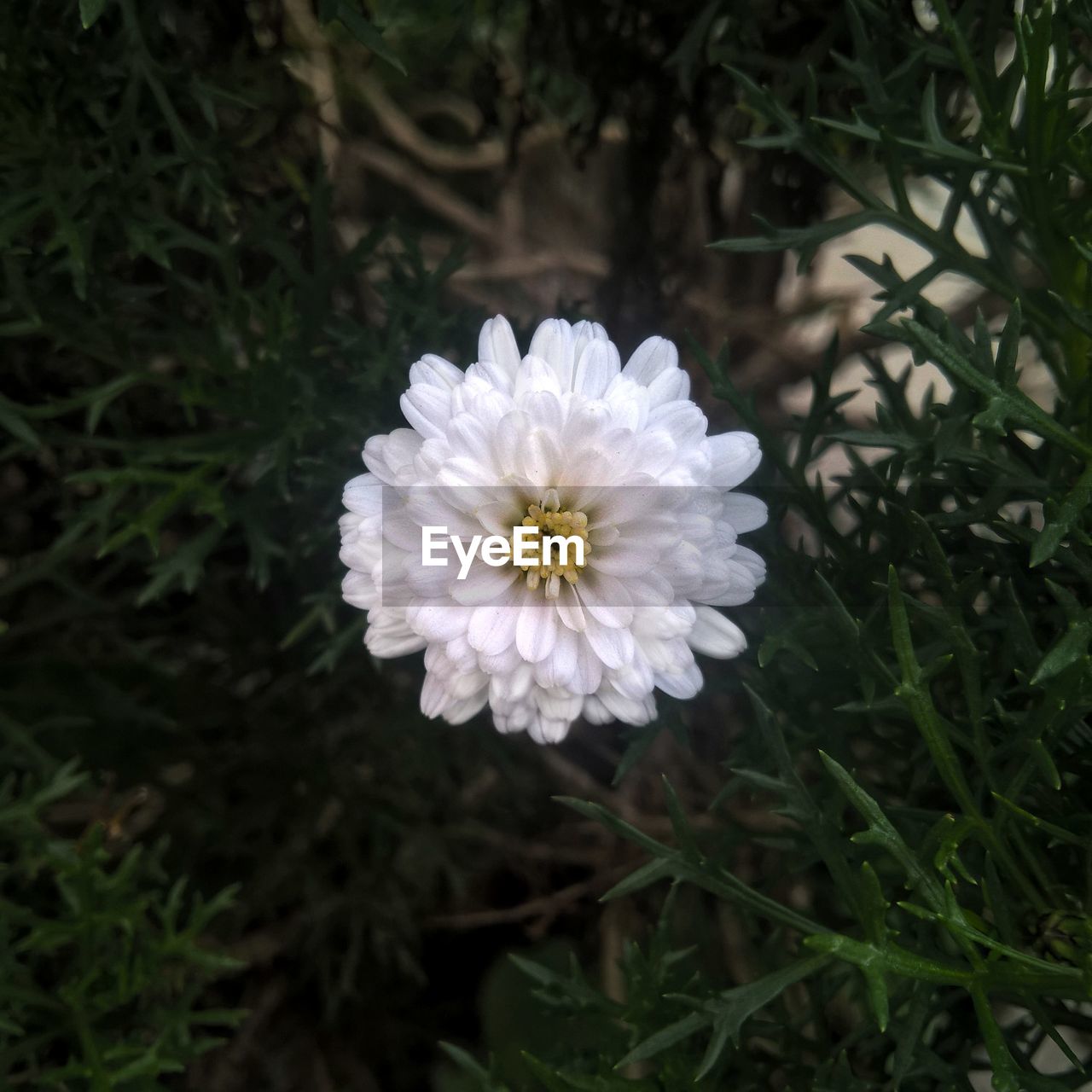 CLOSE-UP OF FLOWER