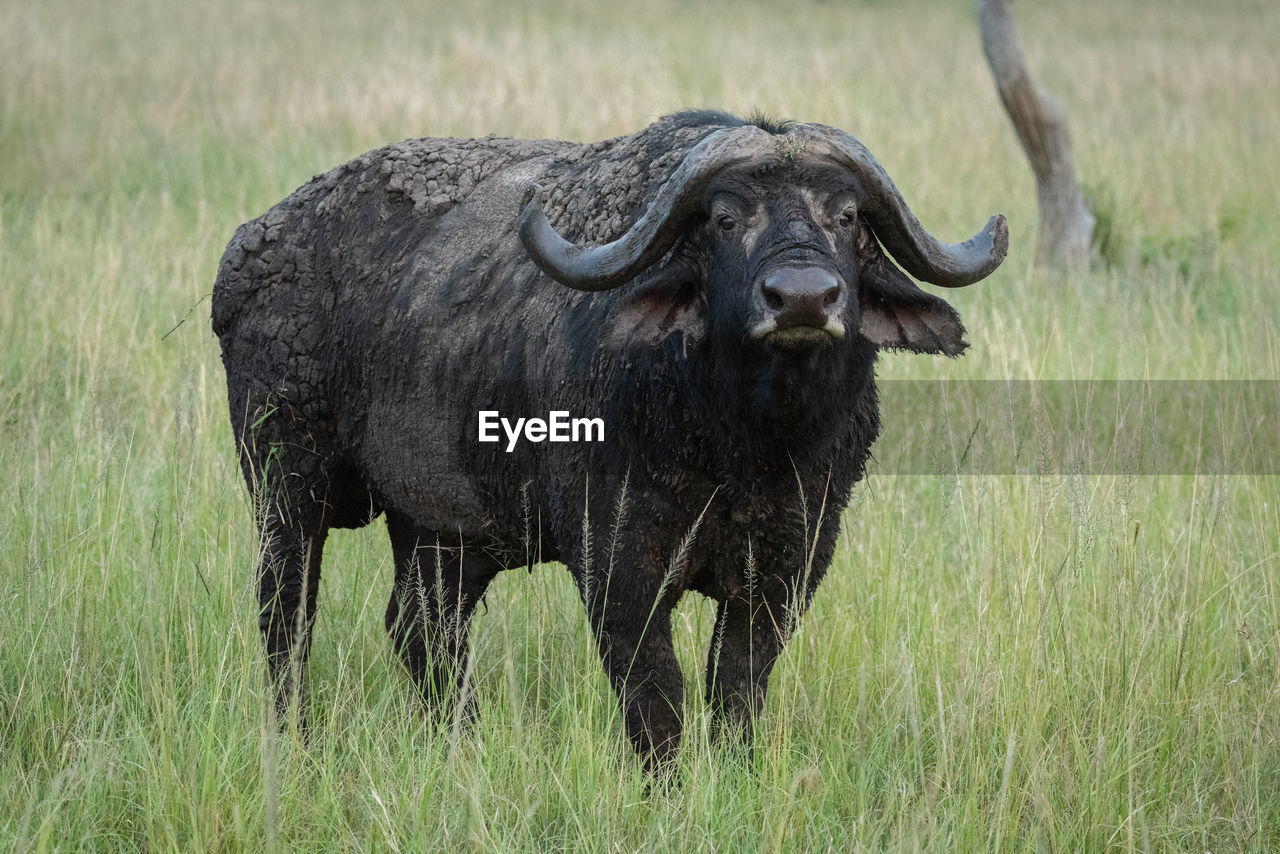 Cape buffalo stands eyeing camera in grass