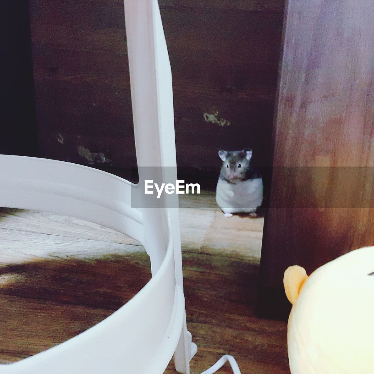 CLOSE-UP OF CAT SITTING ON WINDOW SILL