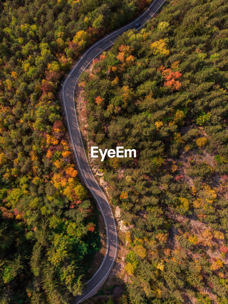 High angle view of road amidst trees during autumn