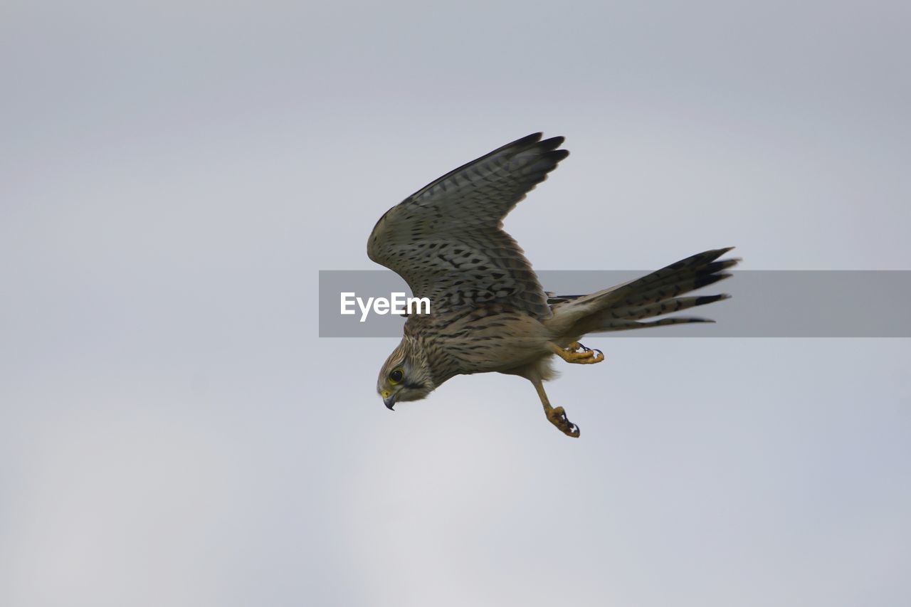 LOW ANGLE VIEW OF EAGLE FLYING