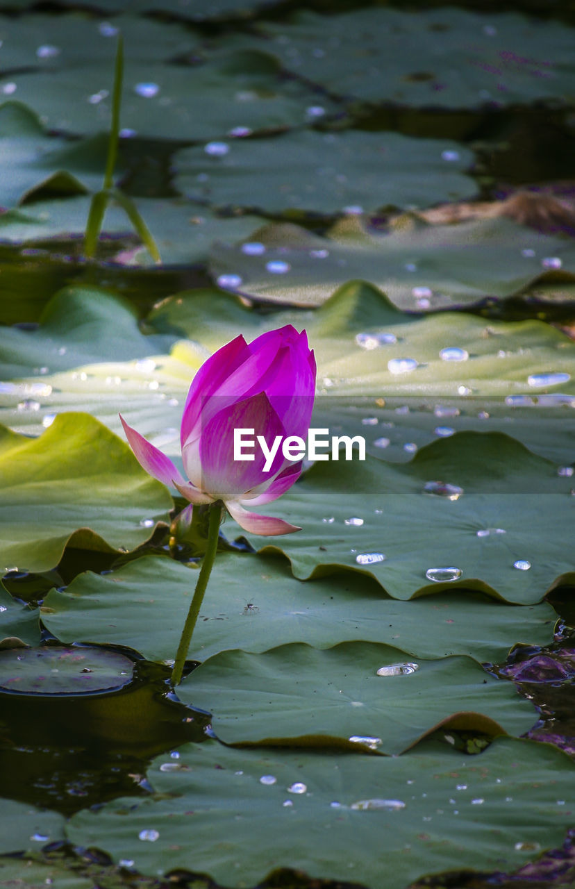 CLOSE-UP OF WATER LILY BLOOMING IN POND