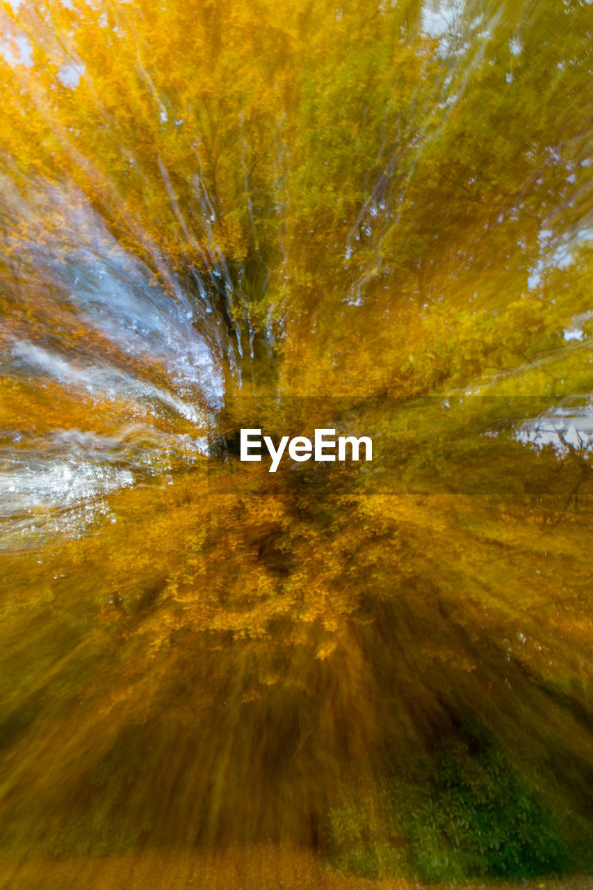 CLOSE-UP OF TREE BRANCHES