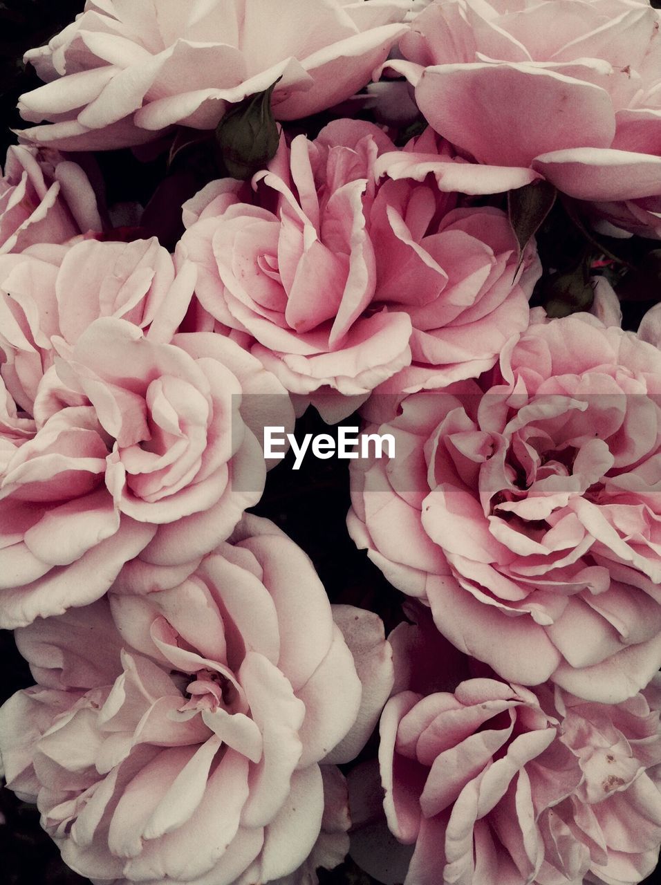 Full frame shot of pink roses blooming outdoors