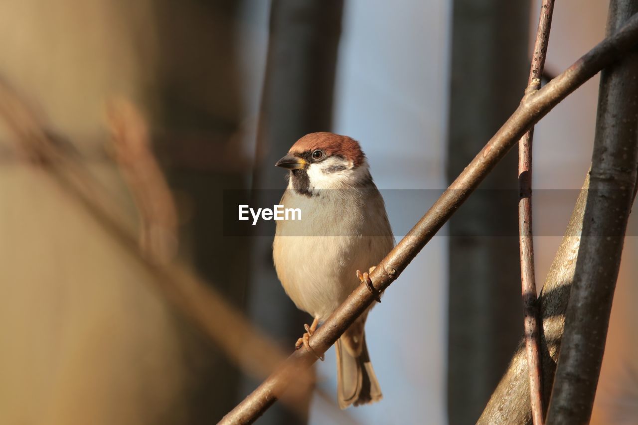 SPARROW PERCHING ON BRANCH