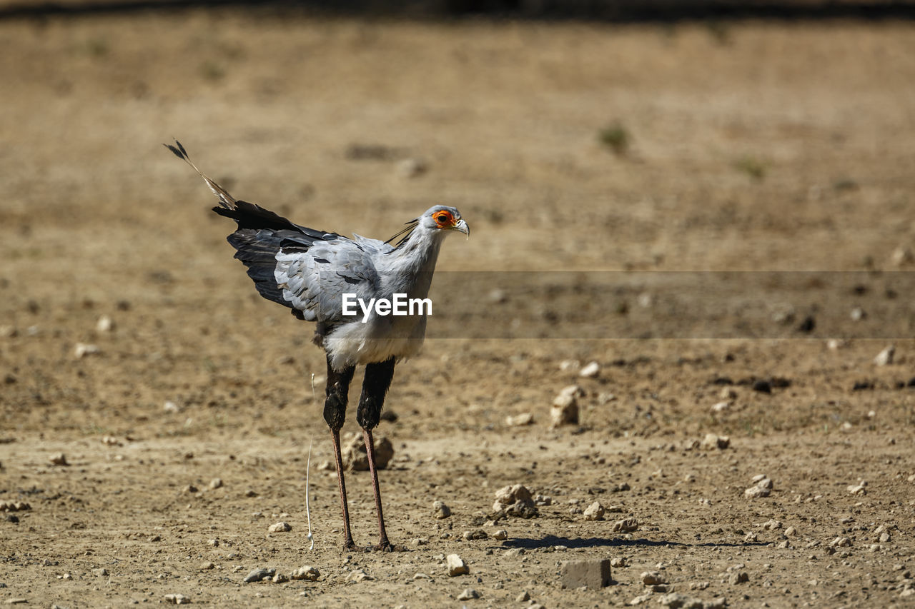 VIEW OF BIRD ON SAND