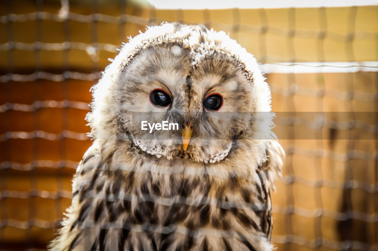 CLOSE-UP PORTRAIT OF OWL