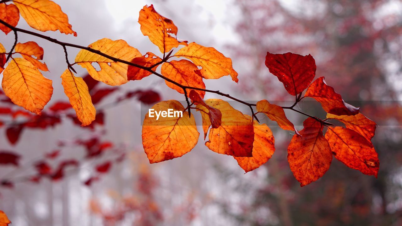 CLOSE-UP OF AUTUMNAL LEAVES AGAINST BLURRED TREES