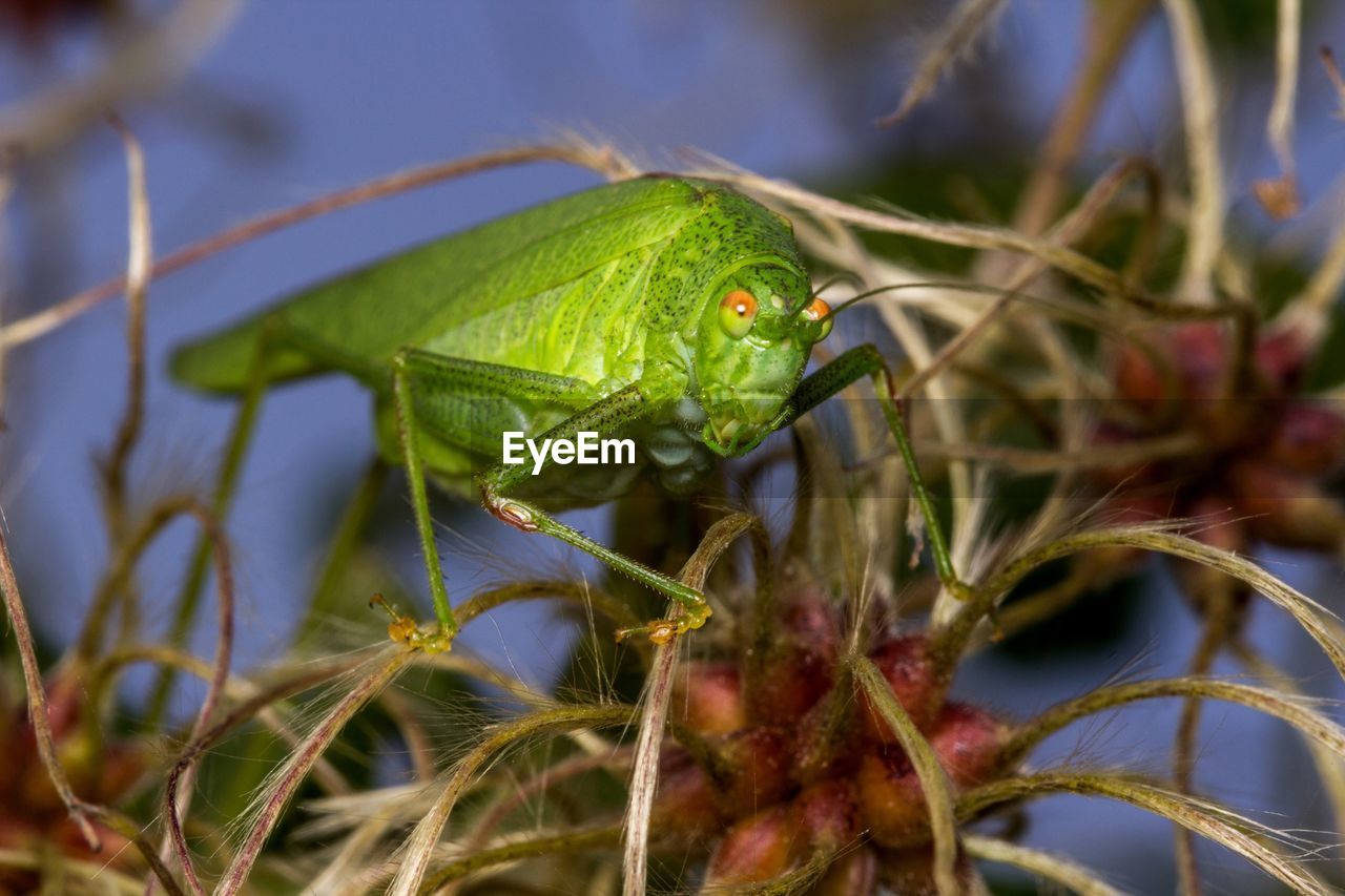 CLOSE-UP OF GREEN INSECT ON PLANT