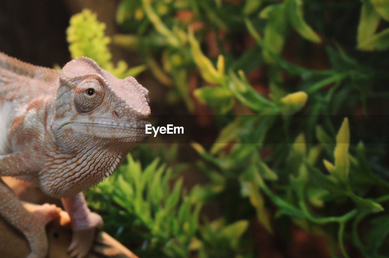 Close-up of lizard against plant