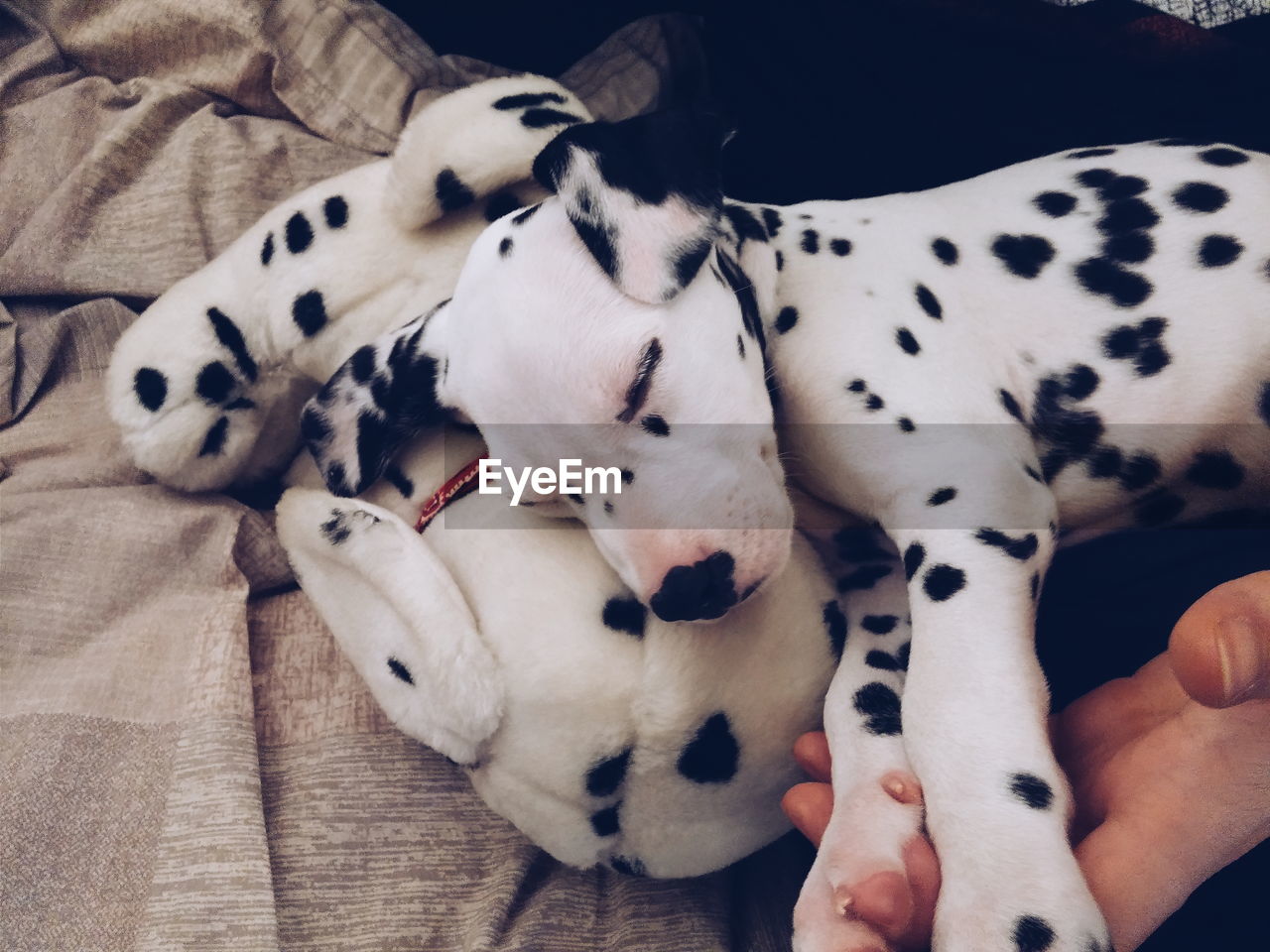 Cropped hand holding dalmatian dog and stuffed toy on bed