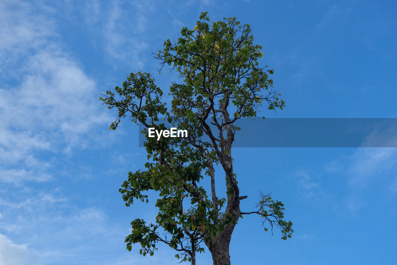 LOW ANGLE VIEW OF PLANT AGAINST SKY