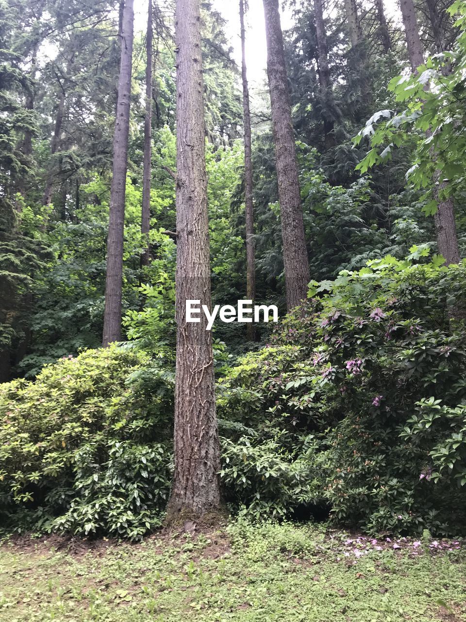 SCENIC VIEW OF FOREST