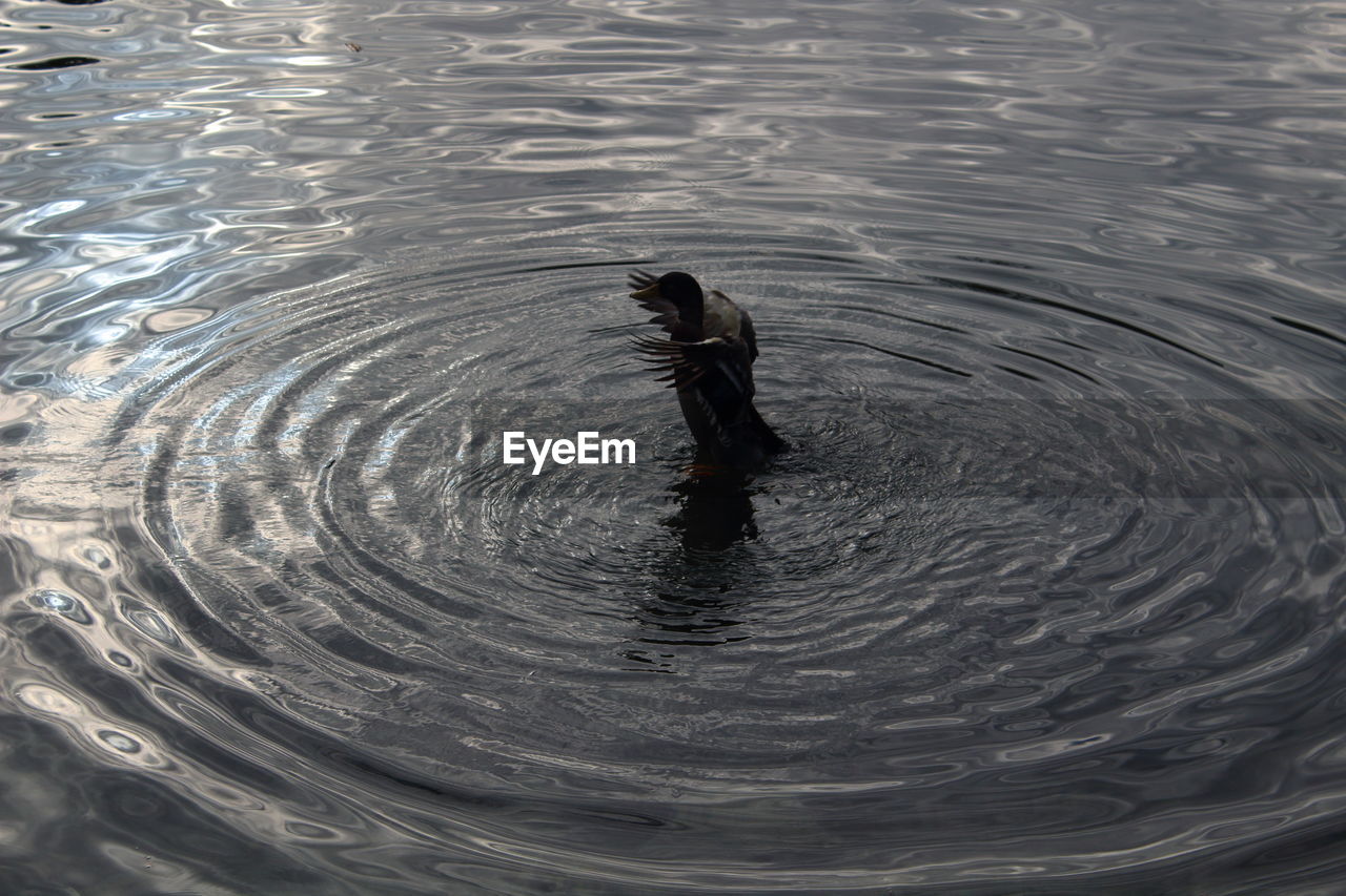 HIGH ANGLE VIEW OF DUCKS SWIMMING IN LAKE