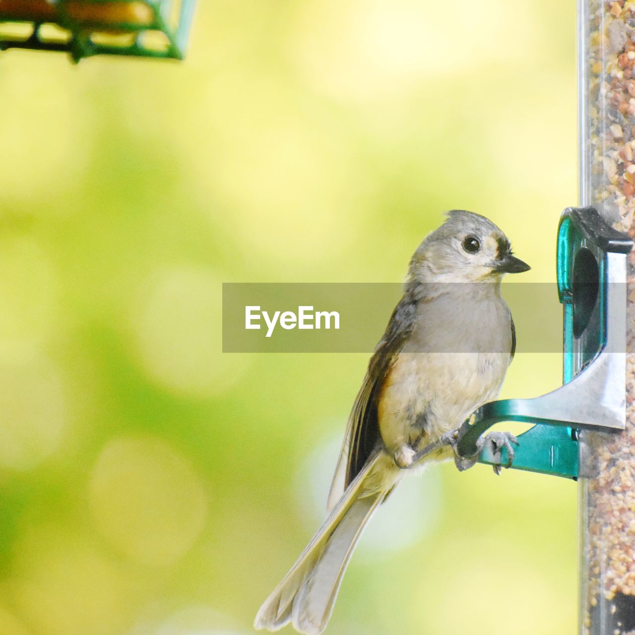 CLOSE-UP OF BIRD PERCHING ON WOODEN POST