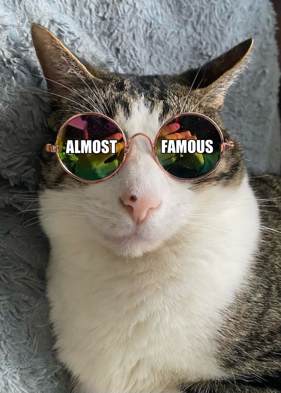 cat, pet, animal, animal themes, mammal, domestic animals, one animal, domestic cat, small to medium-sized cats, feline, nose, whiskers, felidae, sunglasses, glasses, portrait, animal body part, humor, no people, fun, fashion, close-up, animal hair, vision care