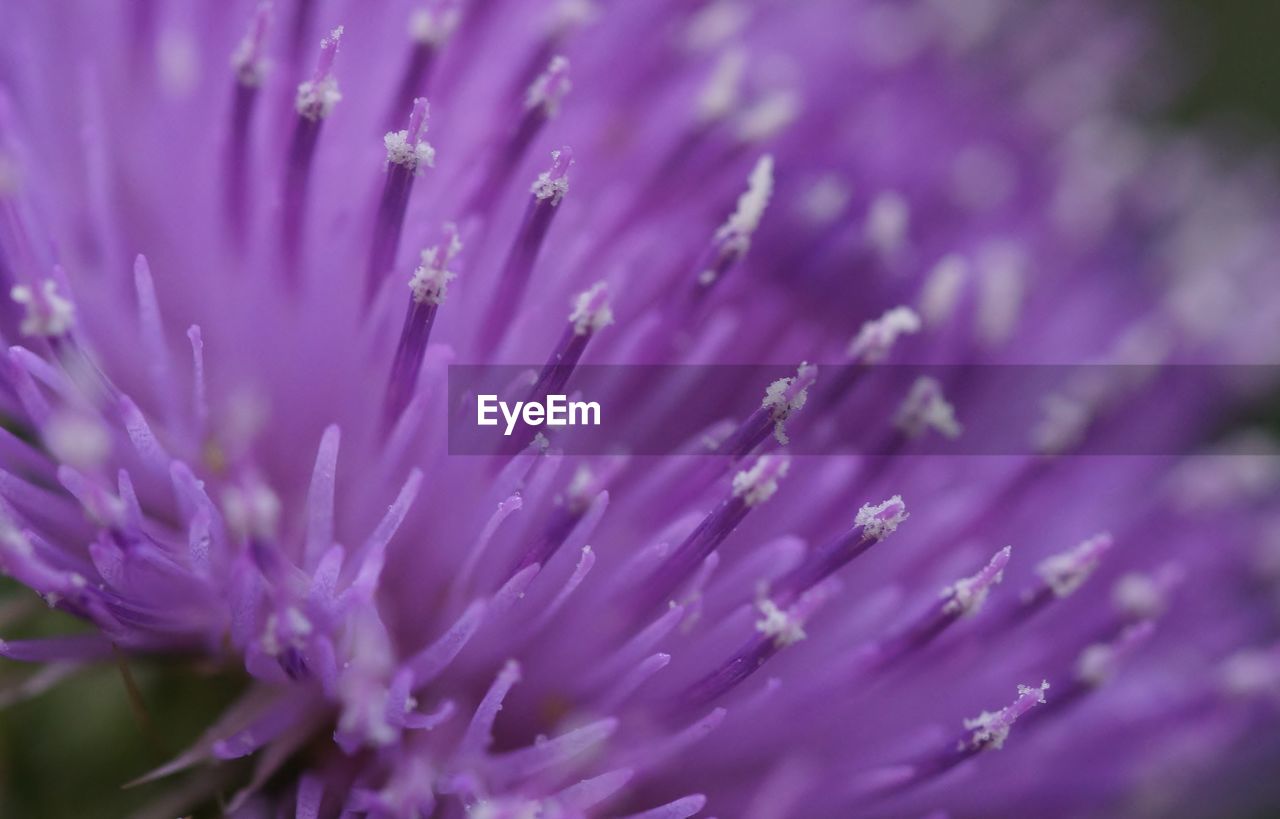 Close-up of purple flowering plant