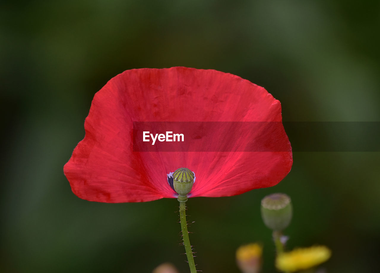 CLOSE-UP OF PINK POPPY BLOOMING OUTDOORS