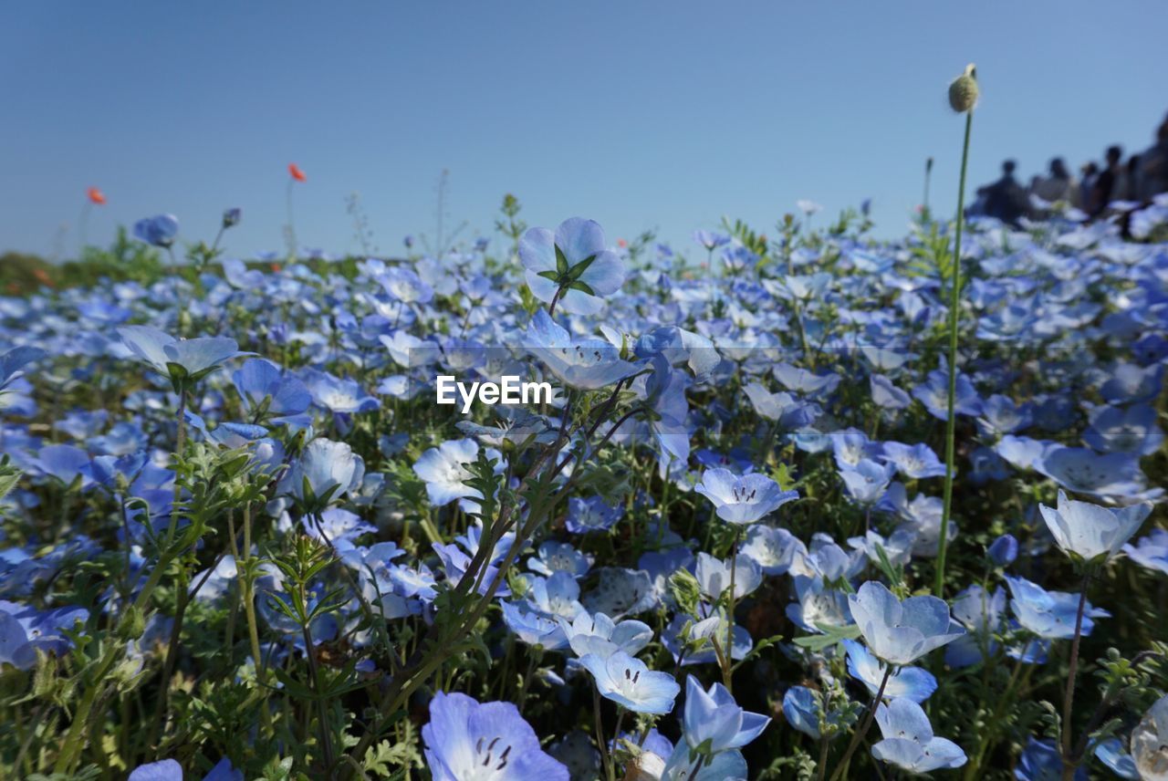 Close-up of blue flowering plants on field