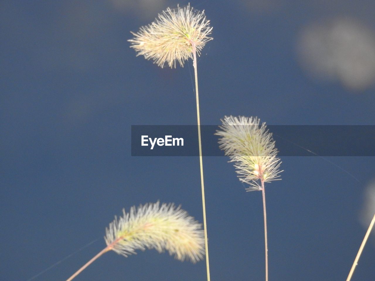 Low angle view of dandelion against clear sky