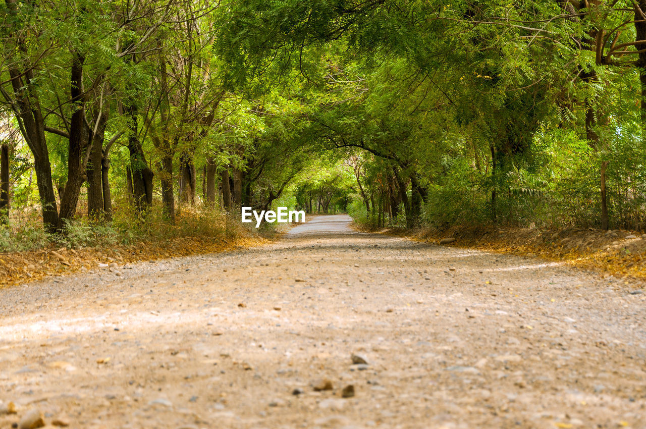 Road passing through forest