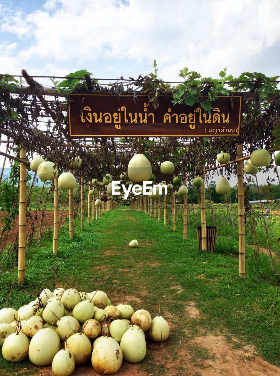 View of gourds in field