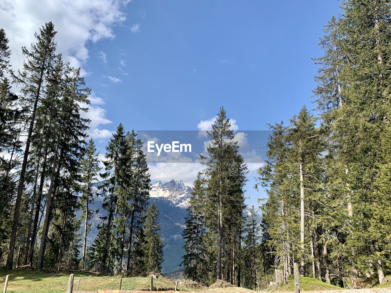 Low angle view of pine trees against sky