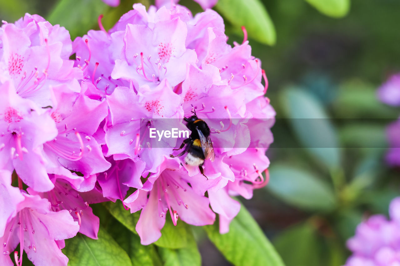 flower, flowering plant, plant, beauty in nature, freshness, pink, petal, fragility, animal, insect, animal themes, animal wildlife, blossom, close-up, flower head, wildlife, nature, bee, growth, one animal, springtime, pollination, inflorescence, no people, shrub, macro photography, outdoors, focus on foreground, purple, day, botany, pollen