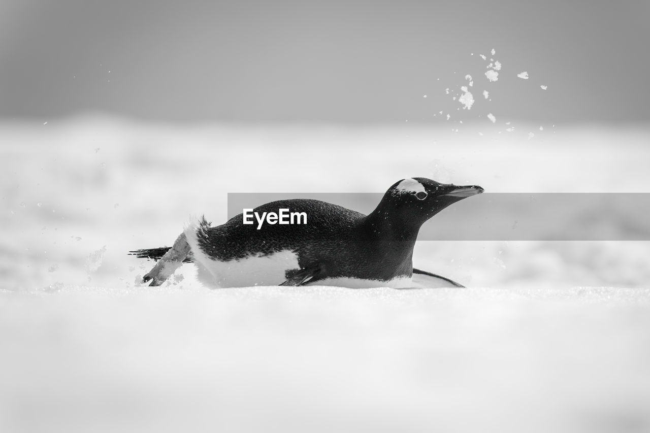 bird, animal themes, animal, animal wildlife, wildlife, snow, one animal, nature, winter, no people, beak, side view, close-up, cold temperature, monochrome, penguin, water, outdoors, black, black and white, monochrome photography, full length, day, sea, selective focus