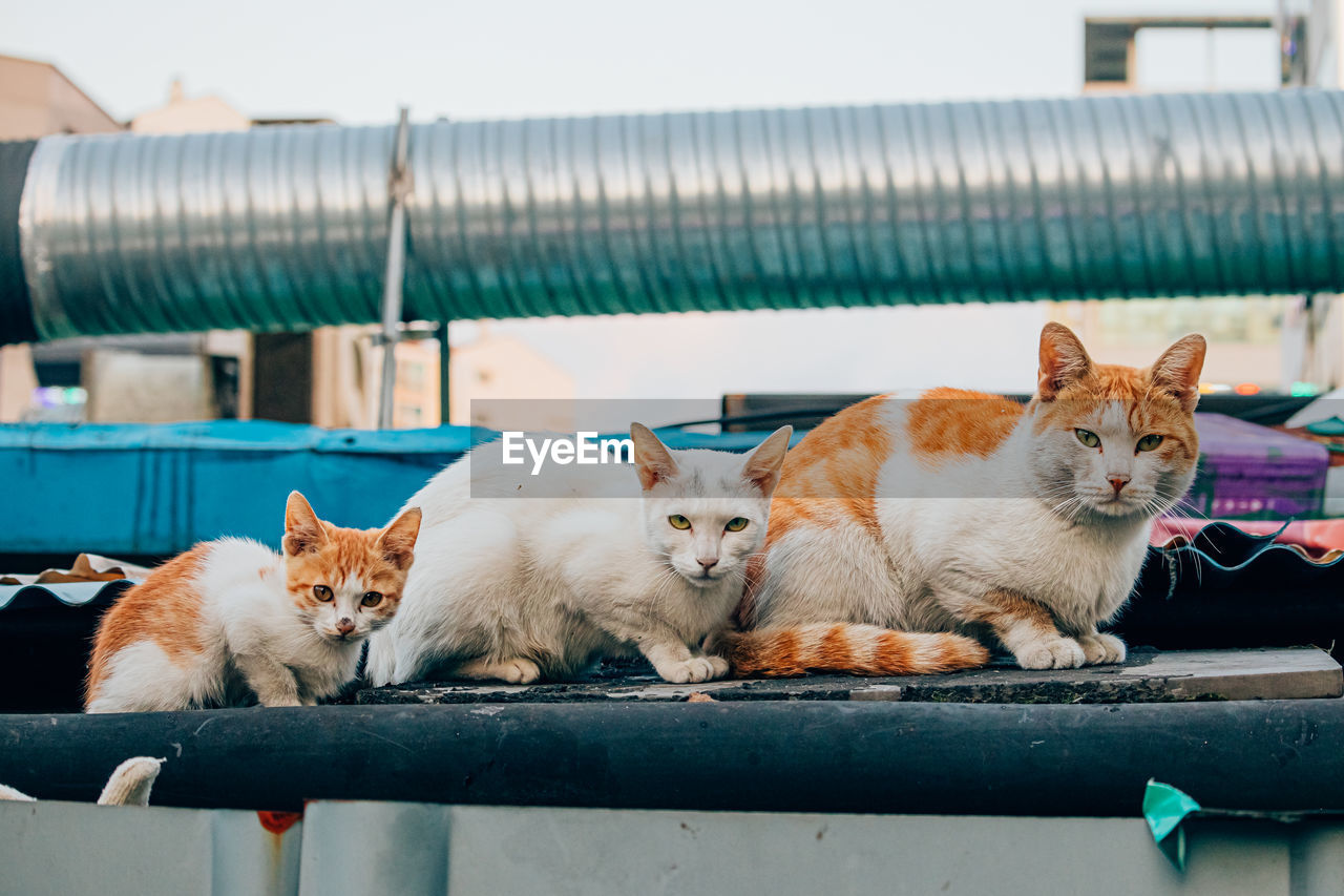 Portrait of cats relaxing outdoors